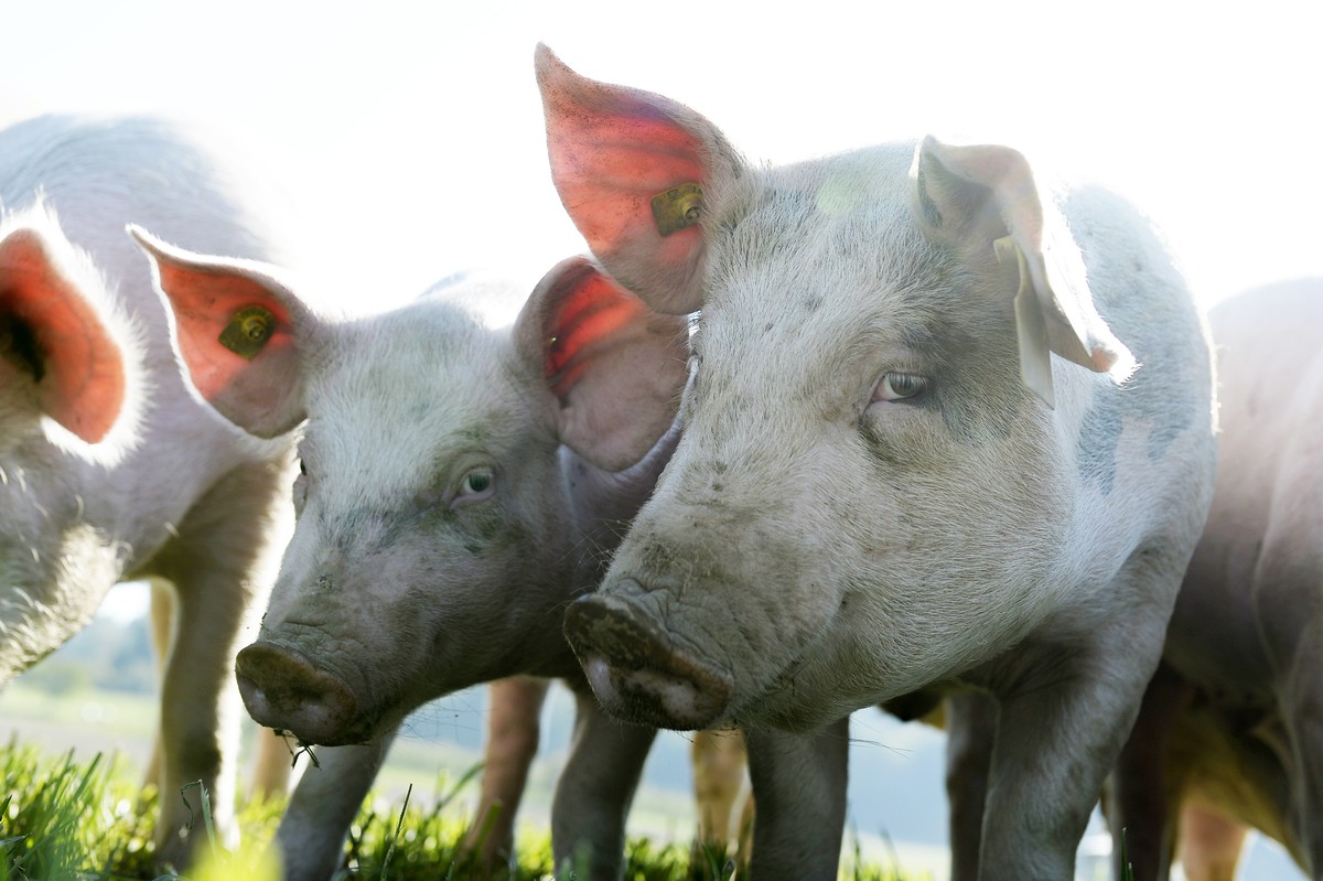 Freilandschweine auf einem Feld bei Scherz, Aargau, am Donnerstag, 1. Oktober 2015. (KEYSTONE/Walter Bieri)