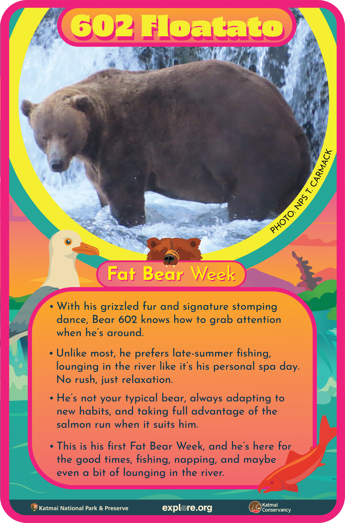 602 Bär Fact Card