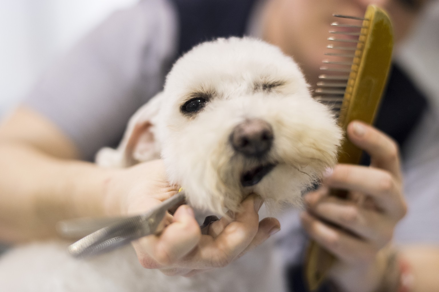 Eine Frau frisiert einen Hund anlaesslich der Hundemesse &quot;Hund 16&quot;, der Schweizer Hundefachmesse, aufgenommen am Sonntag, 7. Februar 2016 in Winterthur. (KEYSTONE/Ennio Leanza)