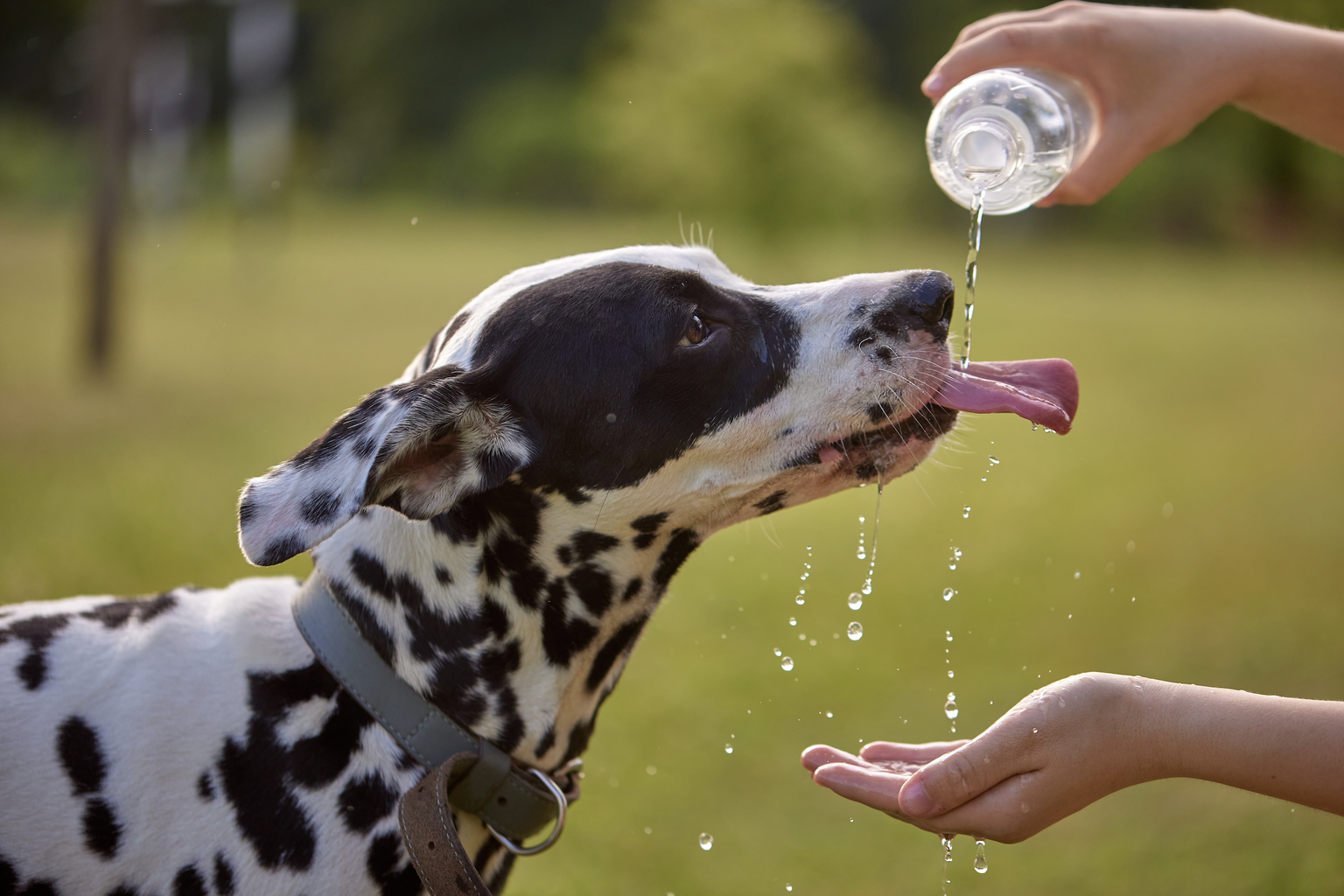 Da Hunde kaum schwitzen und sich primär durch Hecheln abkühlen, benötigen sie bei Hitze deutlich mehr Flüssigkeit.