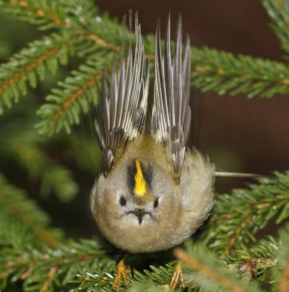 Bildnummer: 52871864 Datum: 02.01.2008 Copyright: imago/McPHOTO/Rolf Mueller
Wintergoldhähnchen (Regulus regulus); 2008, Vögel, Tiere, Goldhähnchen; , quer, Kbdig, Einzelbild, close, , , Baden Württem ...