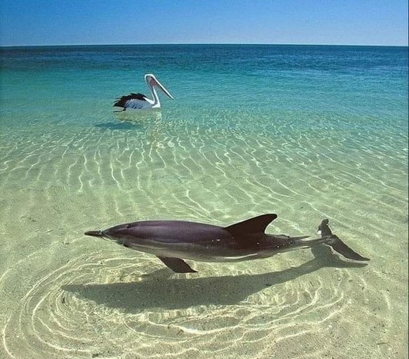 cute news animal tier delfin pelikan

https://imgur.com/t/aww/RLTJ8c7