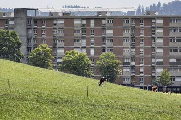 In close vicinity of apartment buildings, cows are grazing in Ittigen, near Berne, June 17, 2014. (KEYSTONE/Gaetan Bally) 

Angrenzend an Wohnblocke in Ittigen grasen Kuehe am 17. Juni 2014 auf einer  ...