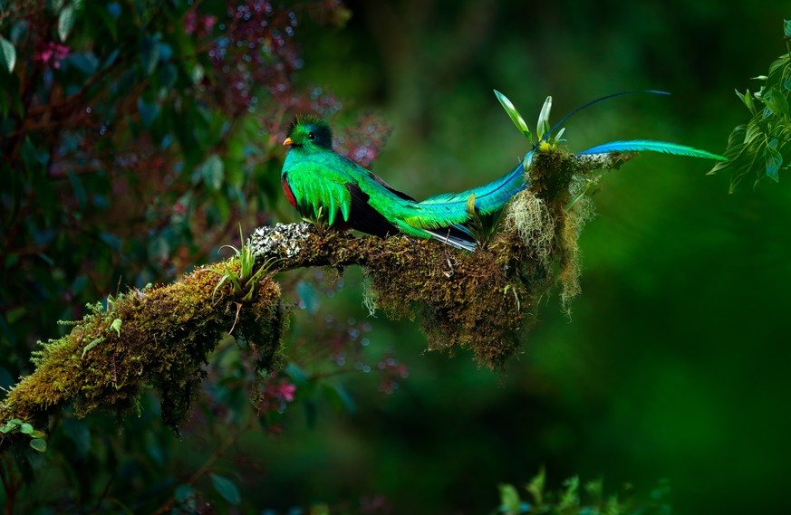 Quetzal