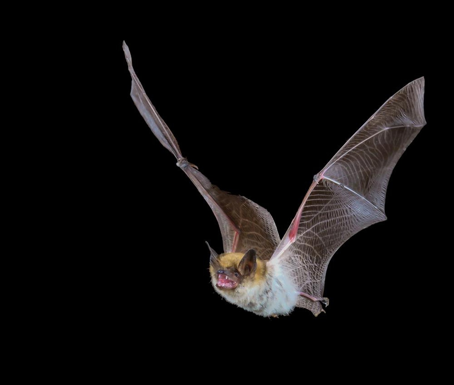 Myotis-Fledermaus in der Nacht auf schwarzem Hintergrund.