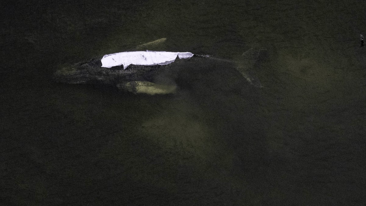 Rettungsaktion war Tierquälerei – sagt dänischer Biologe, der Timmy nun obduziert