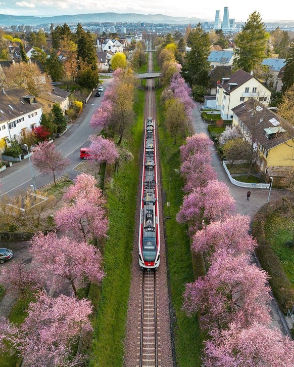 Rauszeit Kirschblüten Riehen BS Kilchgrundstrasse