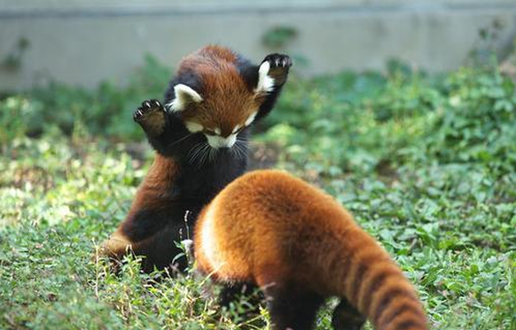 Roter Panda
Cute News
https://imgur.com/gallery/pYYrU