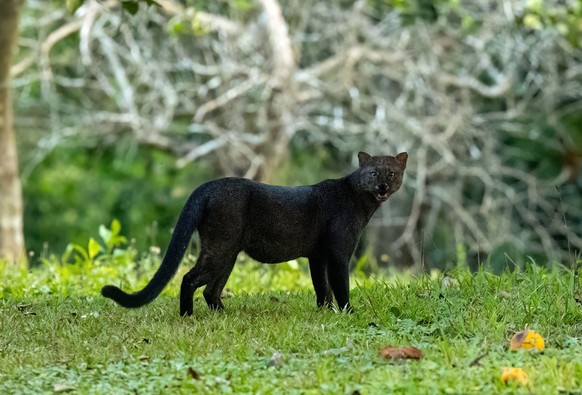 cute news tier jaguarundi
