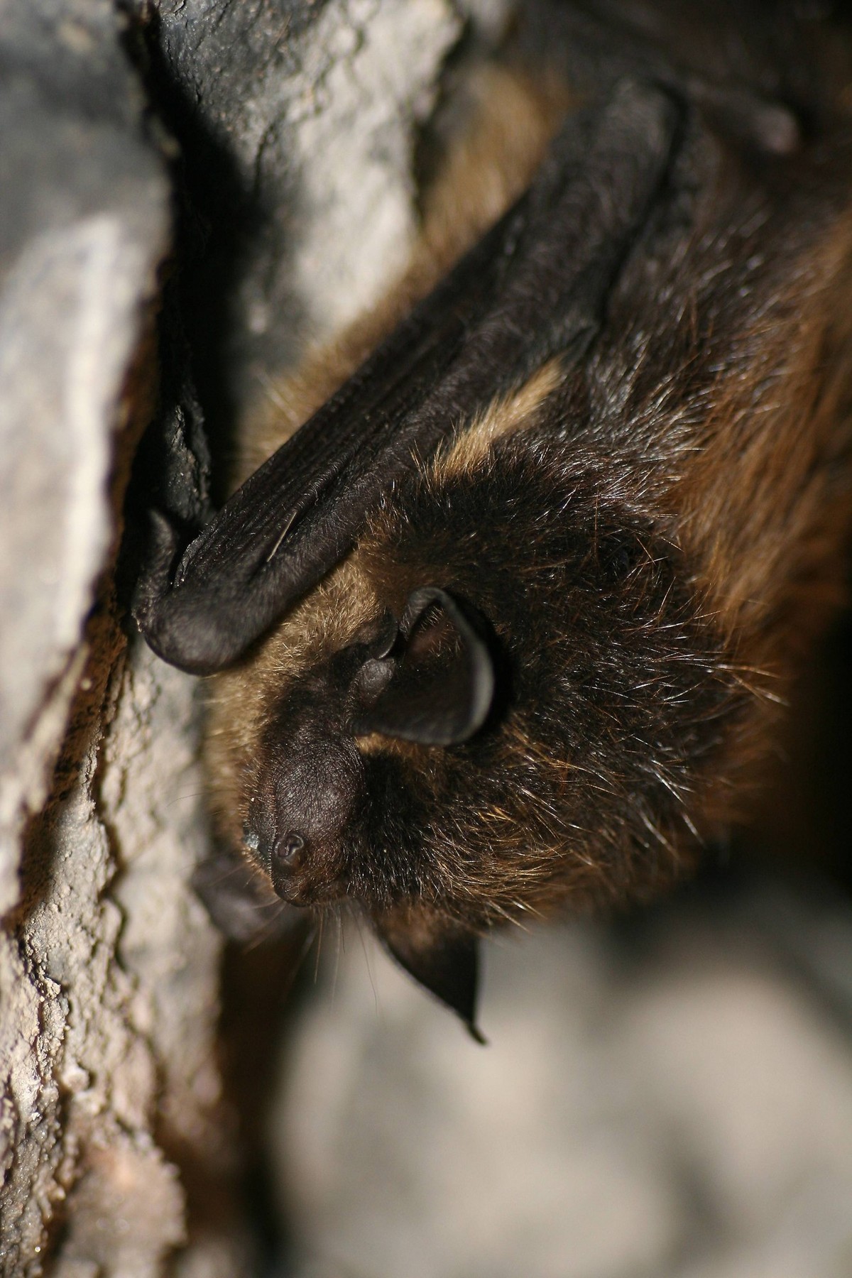 Noordse Vleermuis, Northern Bat, Eptesicus nilssonii Slapende Noordse Vleermuis Sleeping Northern Bat Copyright: xAgamix/xTheoxDoumax