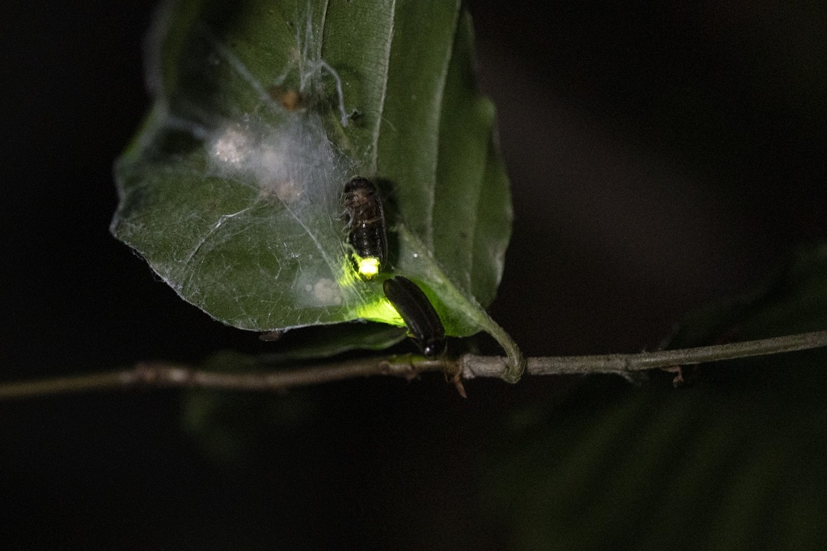 Ein weibliches Gluehwuermchen (Kleiner Leuchtkaefer) leuchtet guengelb in der Nacht im Wald auf einem Blatt , um so umherfliegende maennliche Gluehwuermchen anzulocken, fotografiert am 28. Juni 2019 i ...