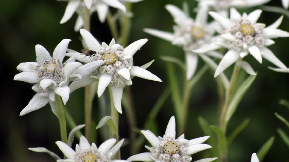 Edelweiss