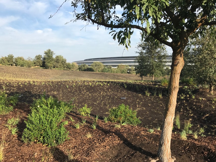 Apple Park, «Spaceship», in Cupertino Kalifornien, USA. September 2017.