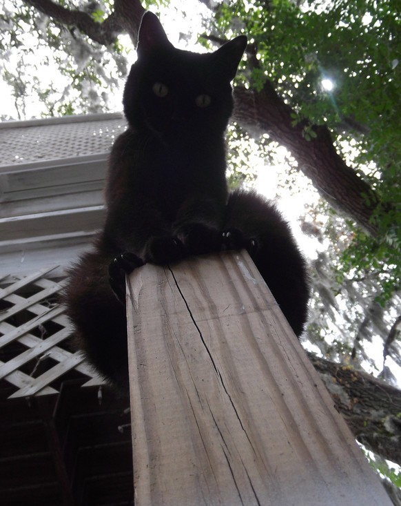 Katze sitzt auf Pfosten.

http://imgur.com/gallery/MP8fOX2