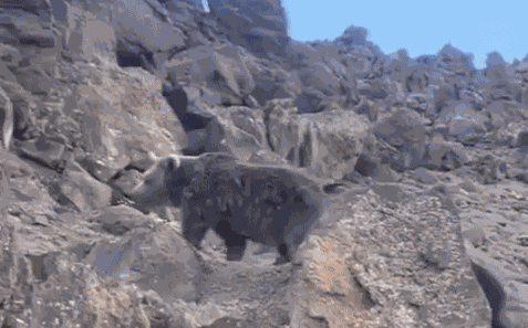 Animiertes GIF