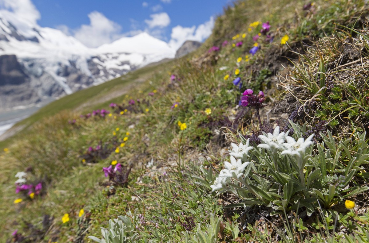Bilder der Erde Edelweiss (Leontopodium nivale / Leontopodium alpinum) in flower on mountain slope, Hohe Tauern National Park, Austrian Alps, Carinthia, Austria PUBLICATIONxINxGERxSUIxAUTxHUNxONLY Art ...