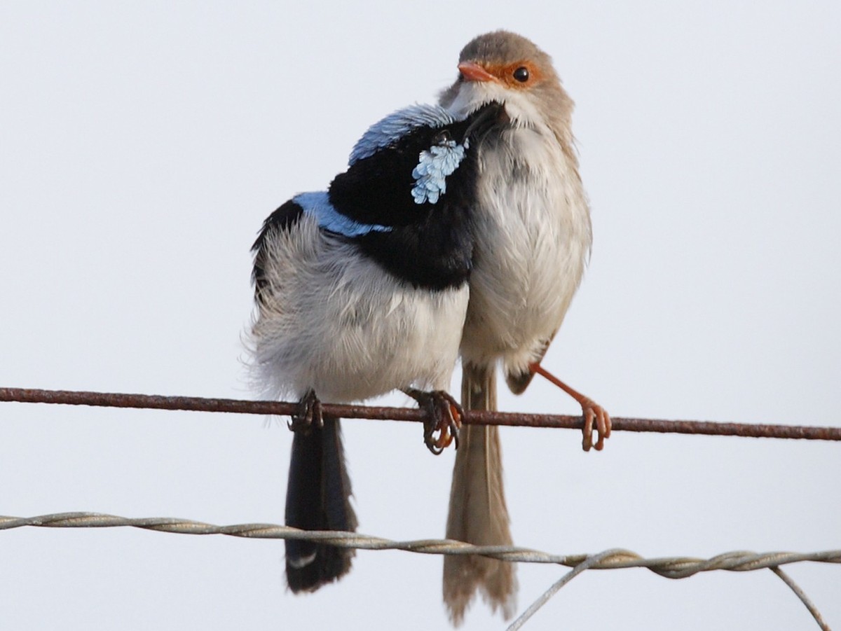Superb Fairywren Malurus cyaneus adult male, preening female, perched on wire fence, Southeast Queensland, Australia, january