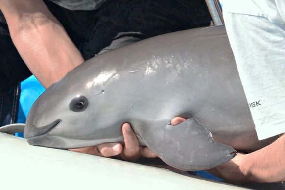 vaquita

https://www.reddit.com/r/AIDKE/comments/1ietlop/vaquita_phocoena_sinus/