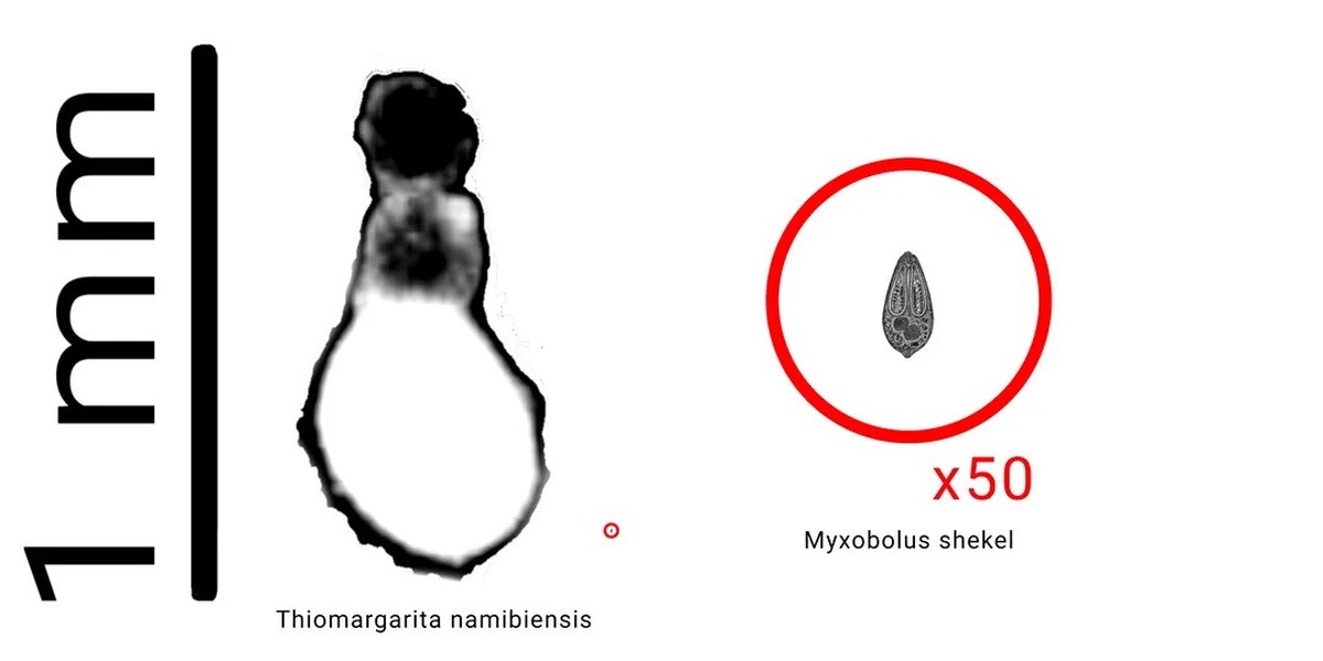 Thiomargarita namibiensis, Myxobolus shekel
https://www.reddit.com/r/microbiology/comments/s68sag/worlds_largest_bacteria_on_the_left_next_to_the/