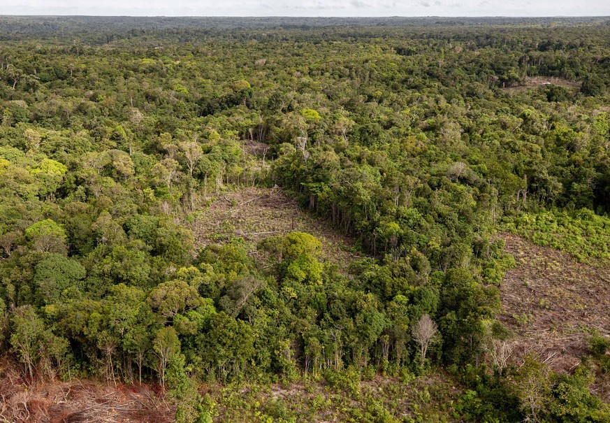 Immer mehr Regenwald wird in Brasilien illegal abgeholzt.