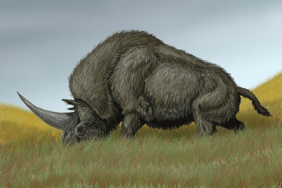 Ein Elasmotherium.&nbsp;