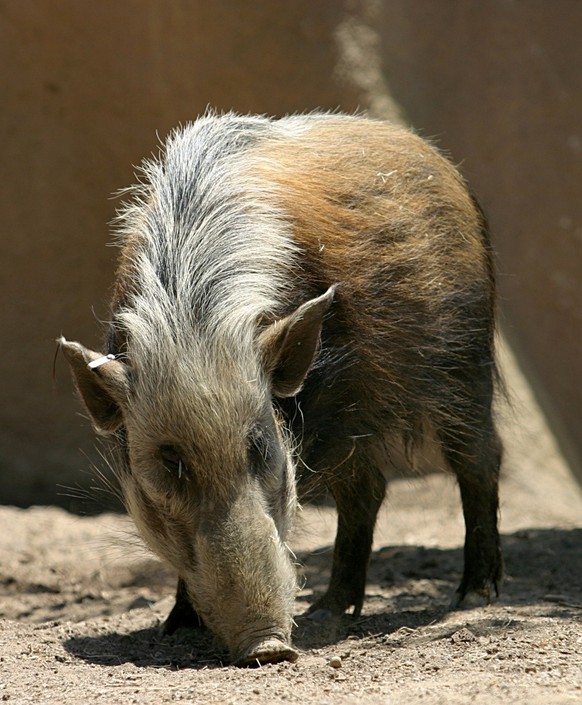 cute news tier buschschwein