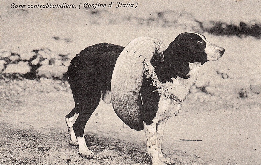Schmugglerhund mit einer bastina.