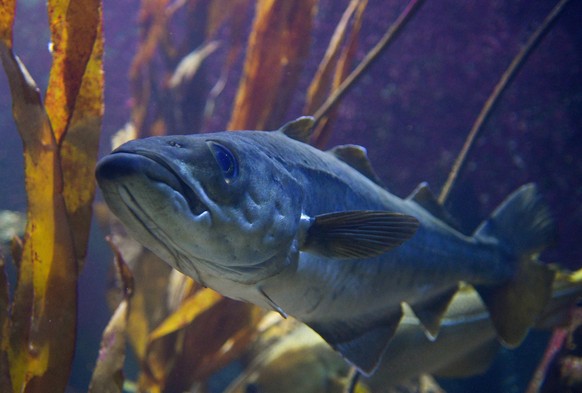 ARCHIV - 18.09.2016, Schleswig-Holstein, Kiel: Ein Dorsch, auch Kabeljau genannt, schwimmt im Aquarium des Geomar-Instituts. (zu dpa: «Überschätzte Bestände: Fische noch bedrohter als angenommen») Fot ...