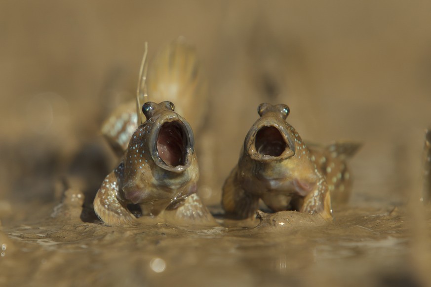 The Comedy Wildlife Photography Awards 2017
Daniel Trim
Hitchin
United Kingdom

Title: Mudskipper's Got Talent
Caption: Two mudskippers sing their hearts out on tidal mudflats
Description: Two mudskip ...