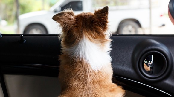 Im Auto sei es mutmasslich über 50 Grad heiss gewesen.