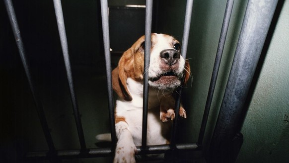 Ein Beagle wird am 22. Mai 1997 nach einer Versuchsreihe eines Basler Pharmakonzerns an den Tierschutzverein uebergeben. Die Tierversuche in der Schweiz sind 2002 erneut angestiegen. Abgenommen habe d ...