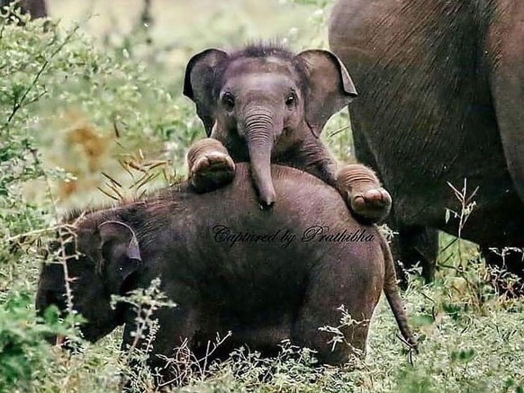 cute news animal tier elefant

https://imgur.com/t/aww/0PEAzqs