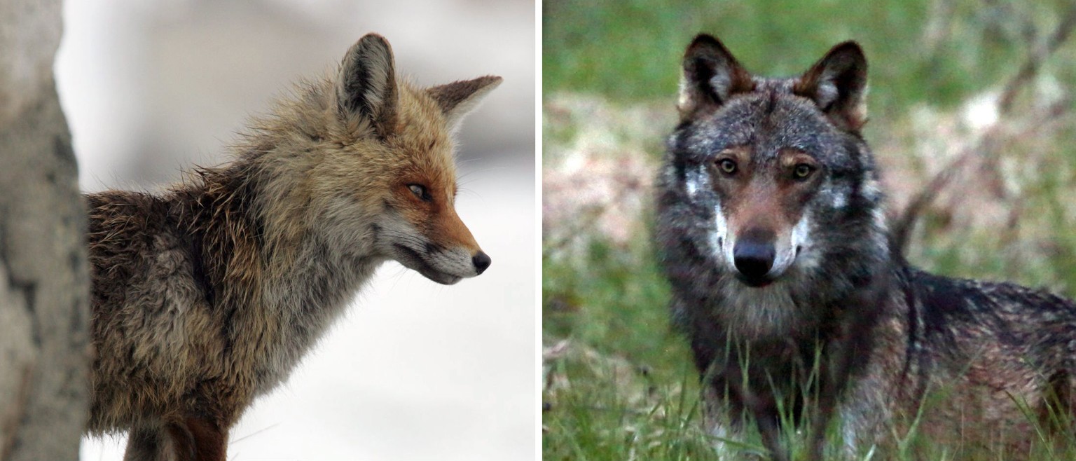 Ein Fuchs (links) und ein Wolf.