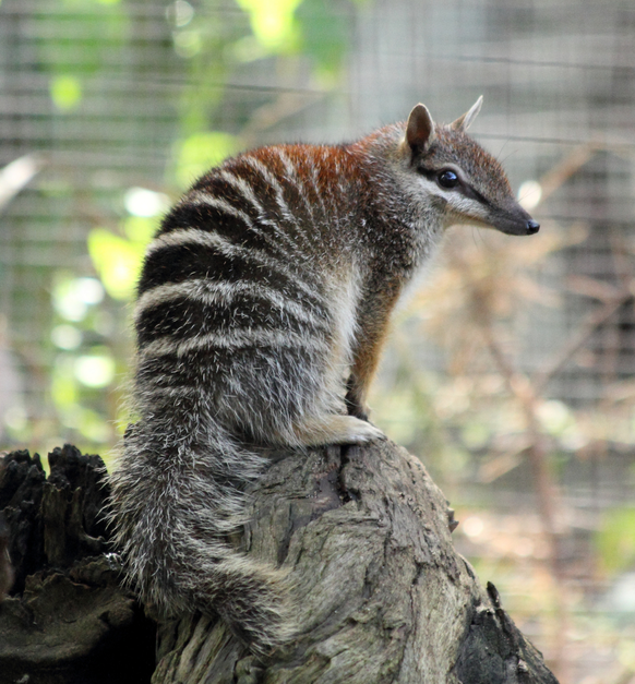 Numbat
https://www.flickr.com/photos/quollism/
