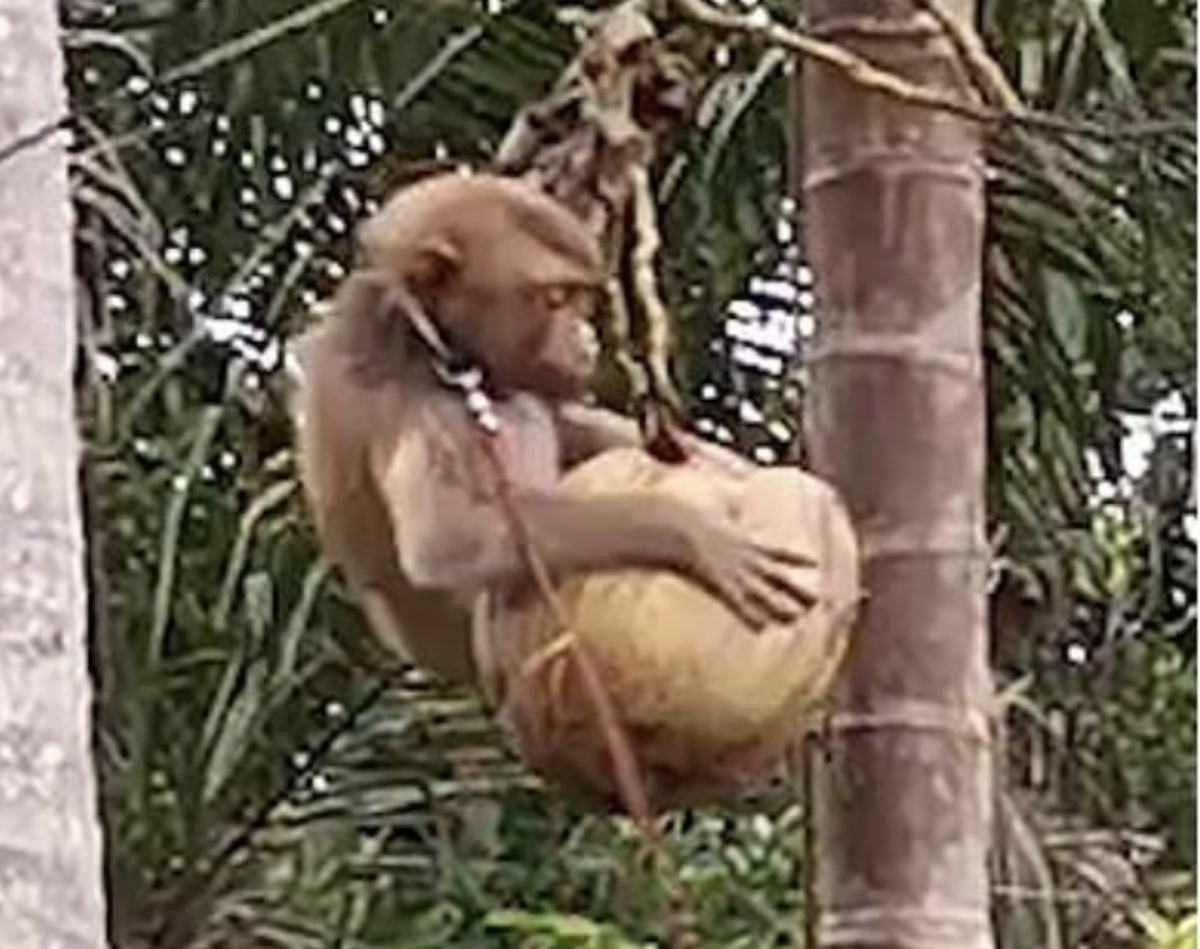 Ein Affe pflückt Kokosnüsse in einem thailändischen Betrieb.