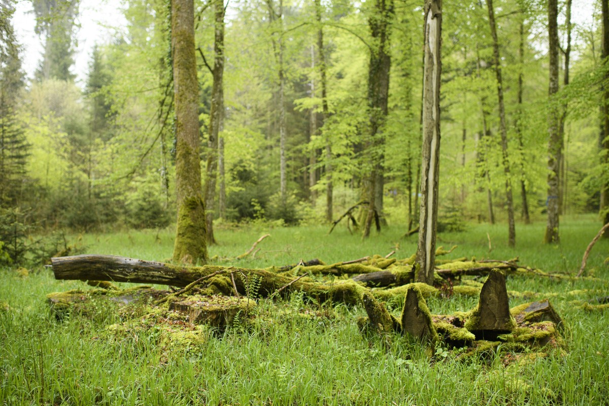 Totholz, aufgenommen im Wald anlaesslich der Verleihung des 30. Binding Waldpreis zum Thema „Weniger ist mehr – Suffizienz als Schluessel zum Erfolg" an die Buergergemeinde Basadingen-Schlattinge ...