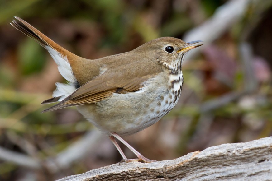 Drossel (Catharus guttatus)