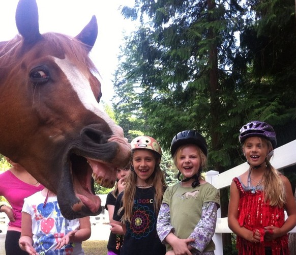 Pferd Photobomb.
http://imgur.com/gallery/B6OgOKy
Cute News