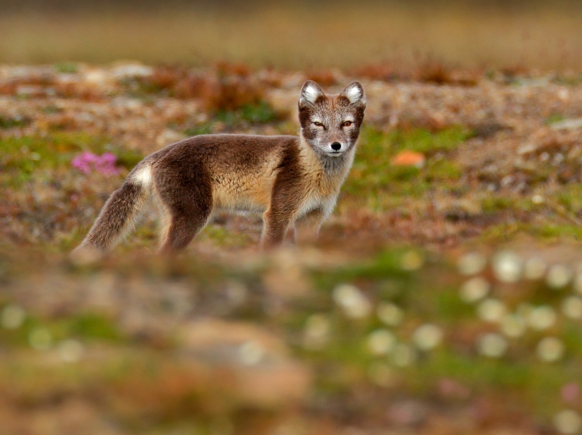 Polarfuchs