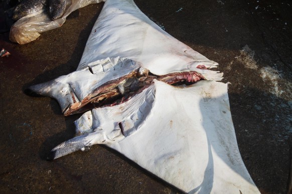 Absolutes Fangverbot: Manta-Rochen.