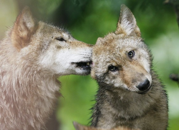 FILE - A young wolf licks the ear of his playmate at the zoo in Zurich, Switzerland, Wednesday, July 15, 2009. (Steffen Schmidt/Keystone via AP, File)
Europe Wolves