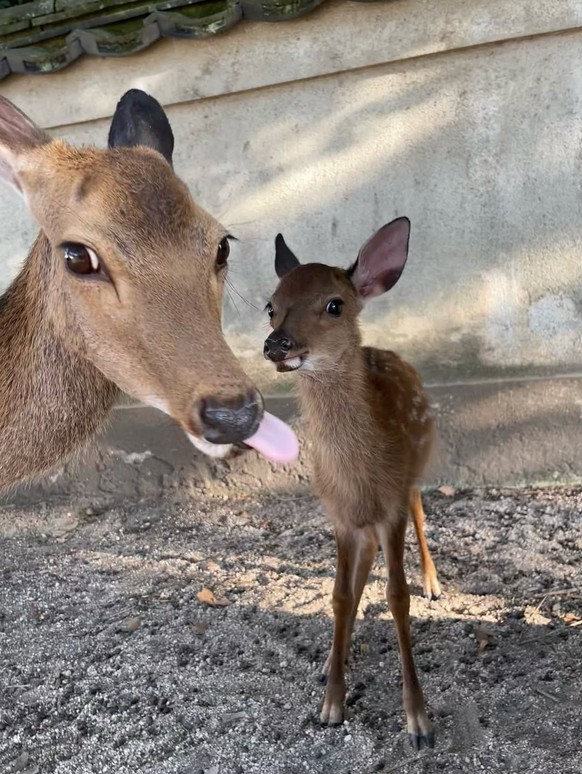 cute news tier reh

https://www.instagram.com/p/DM5Sv18B_y7/?img_index=1