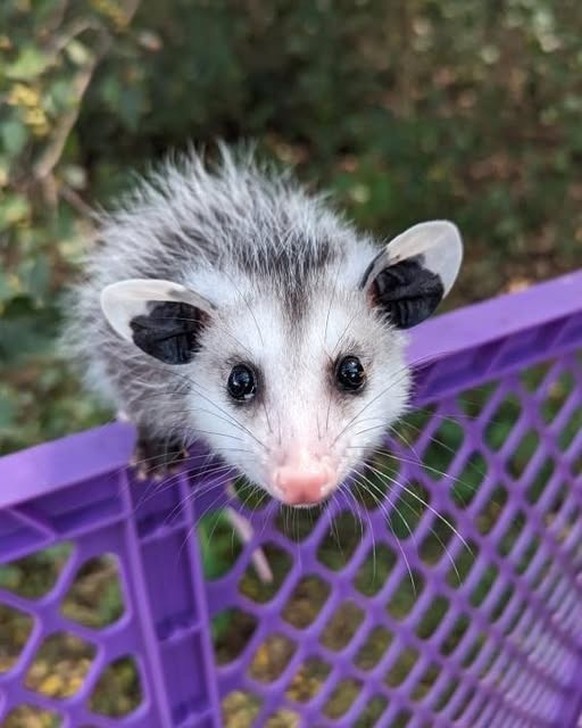 cute news tier possum

https://imgur.com/gallery/hey-you-okay-1k11vV0#/t/aww