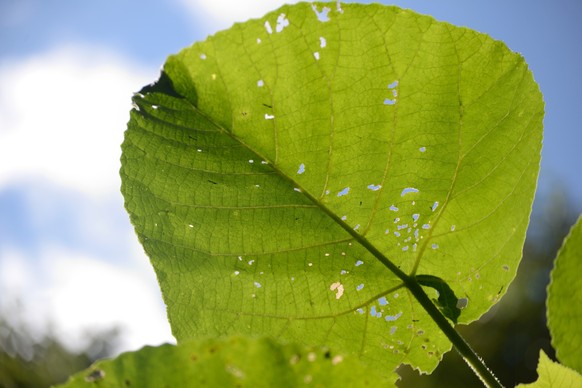 Backlighting on leaves of the fearsome giant stinging tree, Dendrocnide excelsa, also called Australian nettle tree, fibrewood, gimpi gimpi, a rainforest tree of eastern Australia.