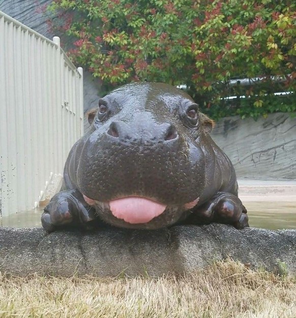 cute news tier hippo

https://ch.pinterest.com/pin/1121888957182697797/