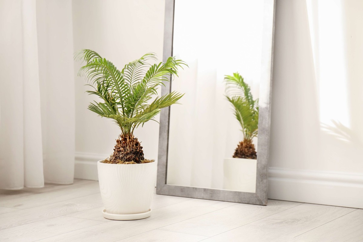 Cycas revoluta