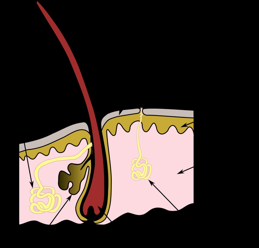 Grafik: Sschweissdrüsen, Haarfollikel
Von Kuebi = Armin Kübelbeck - Eigenes Werk, CC BY-SA 3.0, https://commons.wikimedia.org/w/index.php?curid=35552295