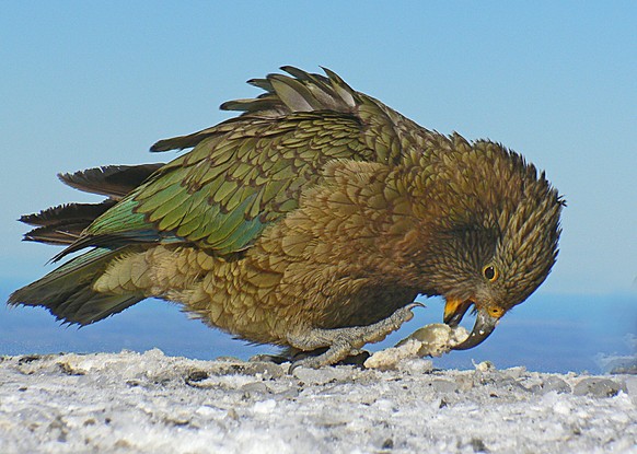 Kea