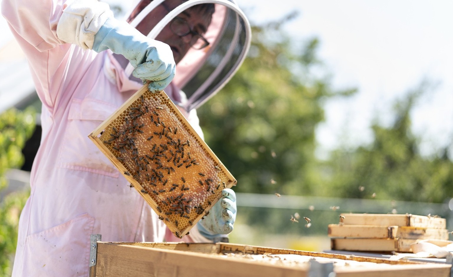 Der Imker Klaus Mueller nimmt am Ende der Saison die Rahmen eines Bienenstocks heraus, um den von den Bienen produzierten Honig zu sammeln, fotografiert am Donnerstag, 28. Juli 2022 auf dem Dach des Q ...