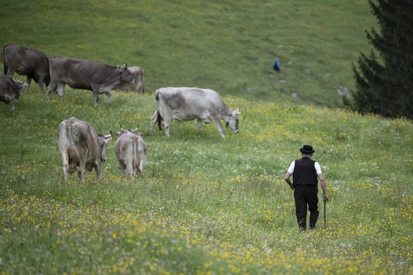 Bauer Meinrad Koch bei der Alpfahrt (Alpaufzug), am Dienstag, 27. Mai 2025, auf die Alp Soll, in Bruelisau. (KEYSTONE/Gian Ehrenzeller)..Cows are driven to the alps during the traditional "Alpfah ...